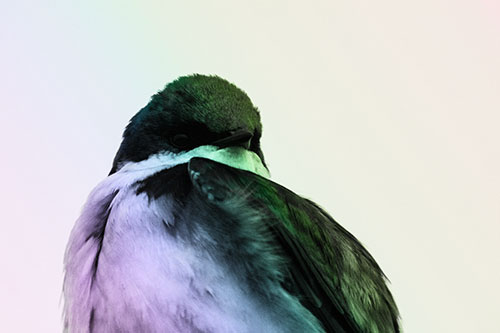 Tree Swallow Watching Surroundings (Rainbow Tone Photo)