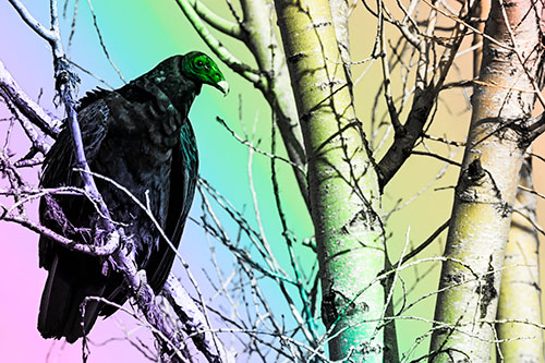 Turkey Vulture Perched Atop Tattered Tree Branch (Rainbow Tone Photo)