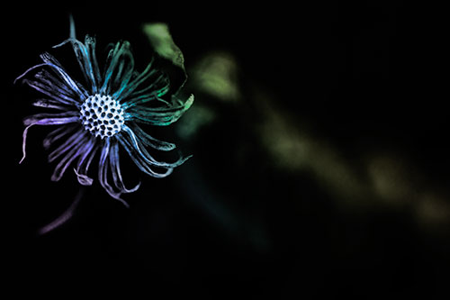 Twirling Aster Flower Among Darkness (Rainbow Tone Photo)
