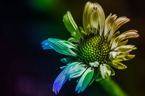 Twirling Petal Coneflower Among Shade (Rainbow Tone Photo)