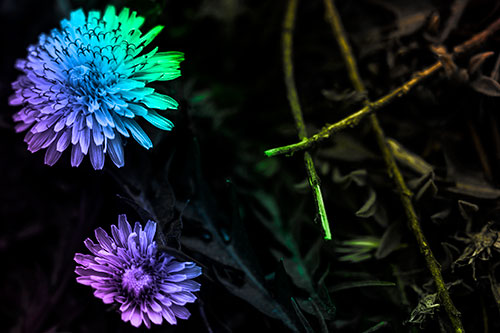 Two Blooming Taraxacum Flowers (Rainbow Tone Photo)
