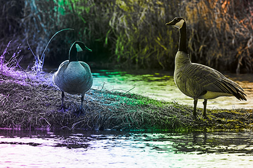 Two Canadian Geese Enjoying Sunset Among Shoreline (Rainbow Tone Photo)