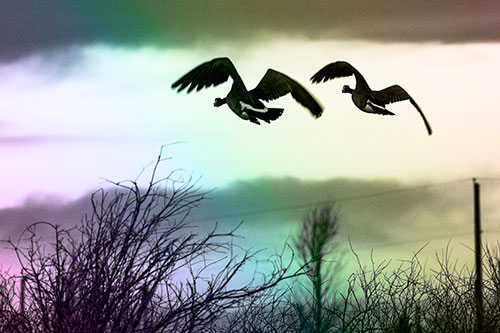 Two Canadian Geese Flying Over Trees (Rainbow Tone Photo)