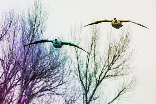 Two Canadian Geese Honking During Flight (Rainbow Tone Photo)