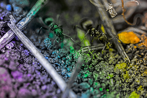 Two Carpenter Ants Working Hard Among Soil (Rainbow Tone Photo)