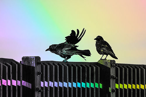 Two Crows Gather Along Wooden Fence (Rainbow Tone Photo)