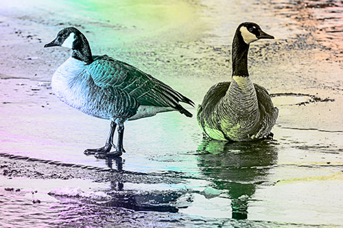 Two Geese Embrace Sunrise Atop Ice Frozen River (Rainbow Tone Photo)