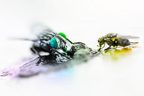 Two Hungry Cluster Flies Feasting Together (Rainbow Tone)