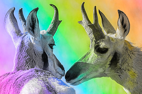 Two Loving Pronghorns Kissing Each Other (Rainbow Tone)