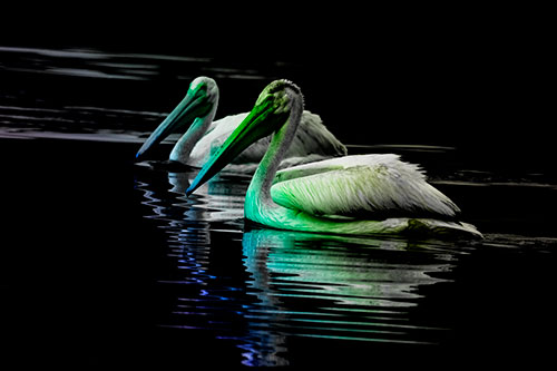 Two Pelicans Floating In Dark Lake Water (Rainbow Tone Photo)