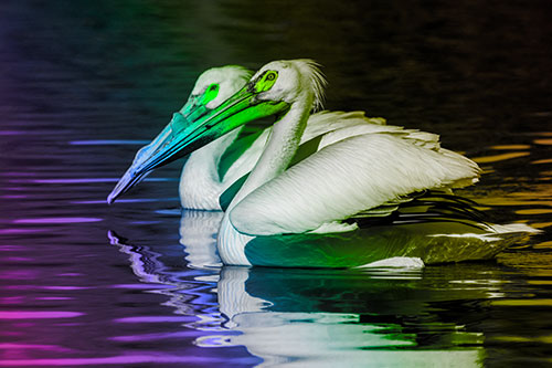 Two Pelicans Swimming In Unison (Rainbow Tone)
