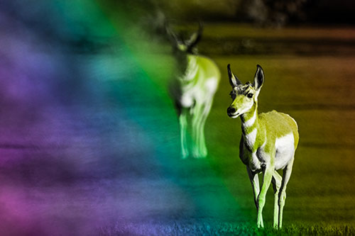 Two Pronghorns Walking Across Freshly Cut Grass (Rainbow Tone Photo)