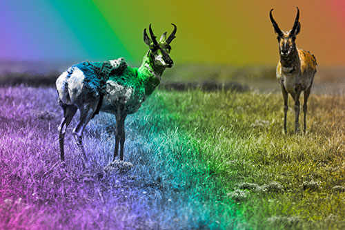 Two Shedding Pronghorns Among Grass (Rainbow Tone Photo)