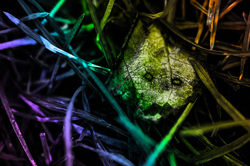 Upset Decaying Leaf Face Hiding Among Twisting Grass Blades (Rainbow Tone)