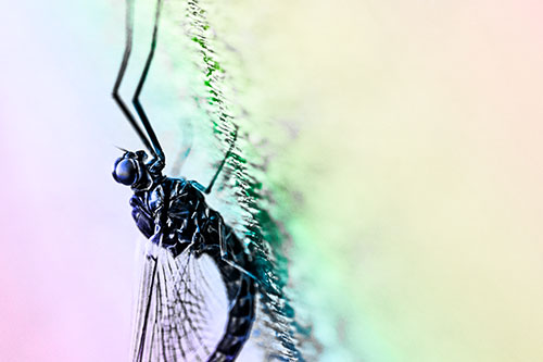 Vertical Perched Mayfly Sleeping (Rainbow Tone Photo)