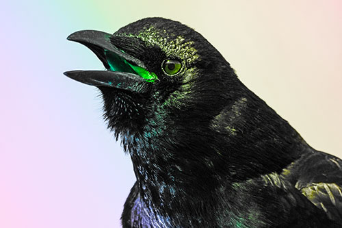 Vocal Crow Cawing Towards Sunlight (Rainbow Tone Photo)