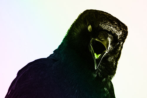 Vocal Glaze Eyed Crow Cawing Down Atop Tree Branch (Rainbow Tone)
