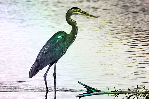 Wading Great Blue Heron Hunting Fish (Rainbow Tone Photo)