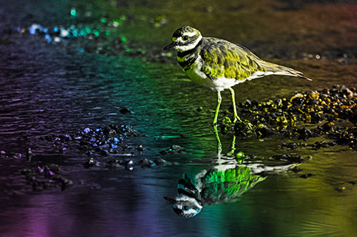 Wading Killdeer Wanders Shallow River Water (Rainbow Tone Photo)