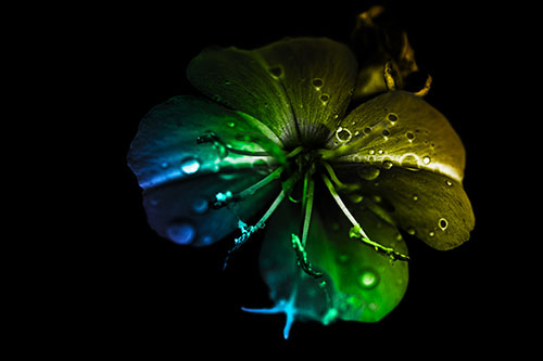 Water Droplet Primrose Flower After Rainfall (Rainbow Tone Photo)