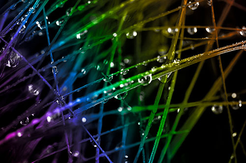 Water Droplets Hanging From Grass Blades (Rainbow Tone Photo)