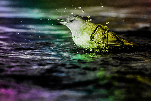 Water Splashing American Dipper Feasting On Larvae (Rainbow Tone)