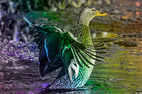Water Splashing Mallard Duck Flapping Wings Among Pond (Rainbow Tone Photo)