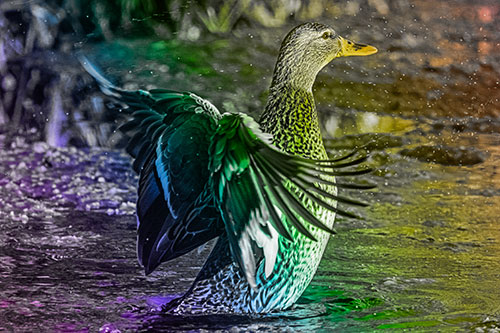 Water Splashing Mallard Duck Flapping Wings Among Pond (Rainbow Tone)