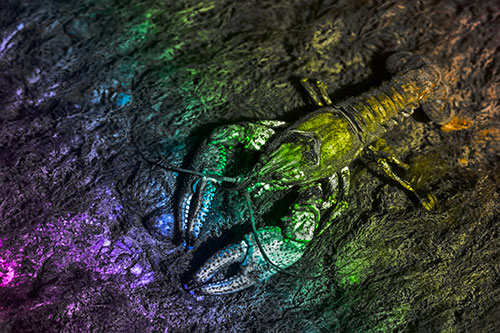 Water Submerged Crayfish Crawling Upstream (Rainbow Tone Photo)
