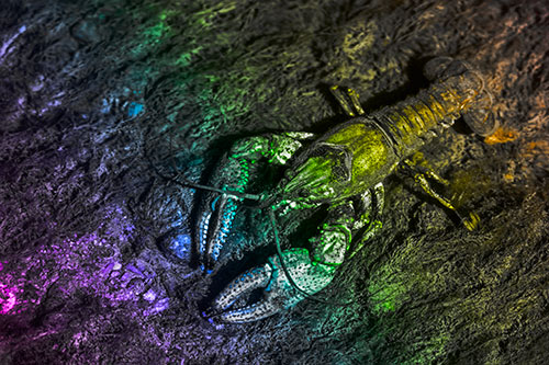 Water Submerged Crayfish Crawling Upstream (Rainbow Tone)