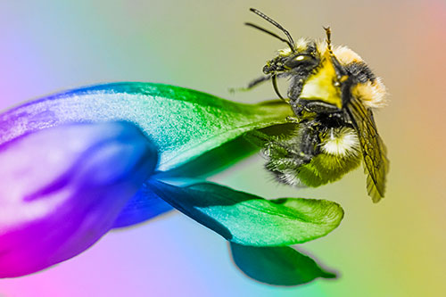 Waving Red Belted Bumble Bee Climbing Flower Petal (Rainbow Tone)