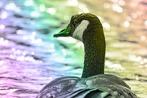 Wet Headed Canadian Goose Among Glistening Water (Rainbow Tone Photo)
