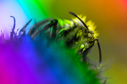 Wet Honey Bee Hiding Among Blanket Flower (Rainbow Tone)