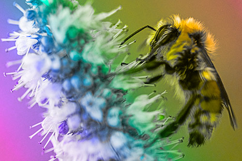 Wet Red Belted Bumble Bee Crawling Up Mentha Longifolia Plant (Rainbow Tone)