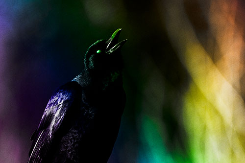 White Eyed Crow Cawing Into Sunlight (Rainbow Tone Photo)