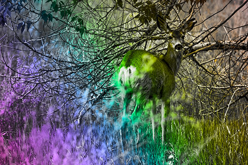 White Tailed Deer Looking Backwards Atop Grassy Pasture (Rainbow Tone Photo)