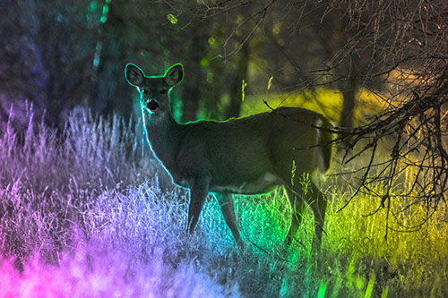 White Tailed Deer Spots Intruder Beside Dead Tree (Rainbow Tone Photo)