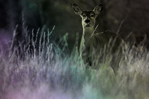White Tailed Deer Stares Behind Feather Reed Grass (Rainbow Tone Photo)
