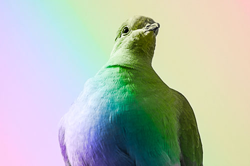 Wide Eyed Collared Dove Keeping Watch (Rainbow Tone Photo)