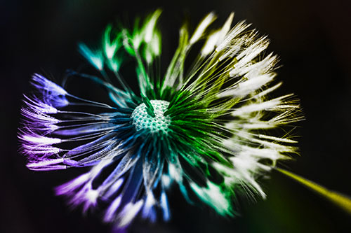 Wind Blowing Partial Puffed Dandelion (Rainbow Tone Photo)