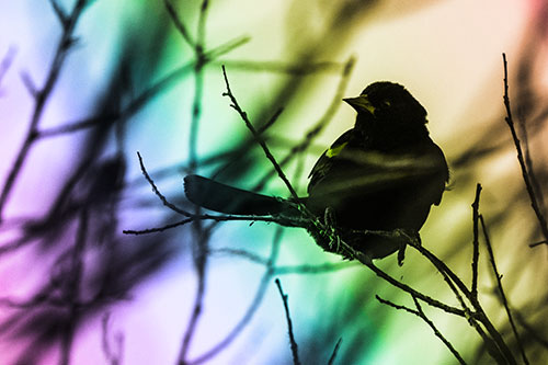 Wind Gust Blows Red Winged Blackbird Atop Tree Branch (Rainbow Tone Photo)
