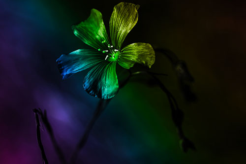 Wind Shaking Flax Flower (Rainbow Tone Photo)