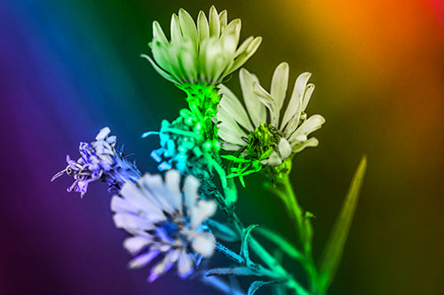 Withering Aster Flowers Decaying Among Sunshine (Rainbow Tone Photo)