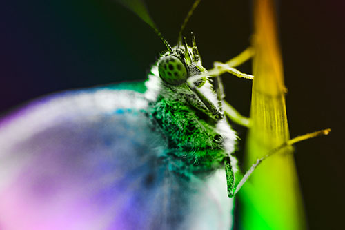 Wood White Butterfly Hugs Grass Blade (Rainbow Tone Photo)