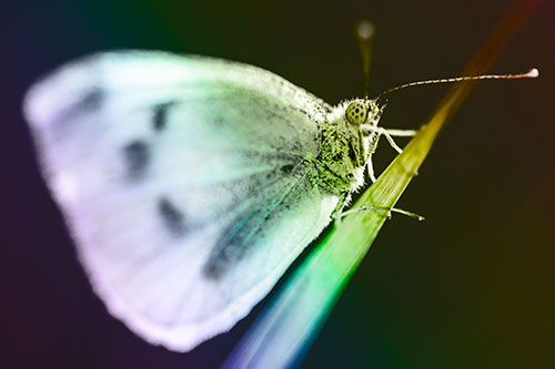 Wood White Butterfly Perched Atop Grass Blade (Rainbow Tone Photo)