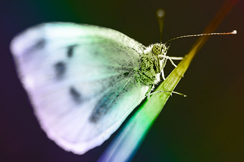 Wood White Butterfly Perched Atop Grass Blade (Rainbow Tone)