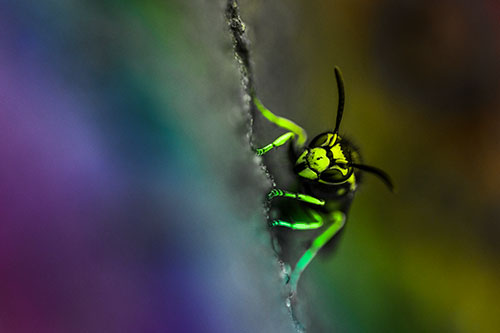 Yellowjacket Wasp Crawling Rock Vertically (Rainbow Tone Photo)