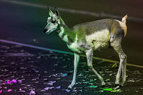 Young Pronghorn Crosses Leaf Covered Road (Rainbow Tone Photo)