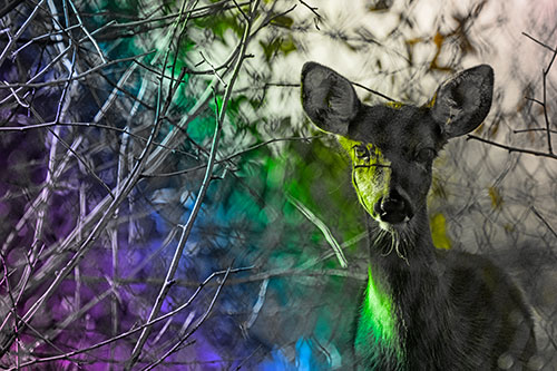 Young White Tailed Deer Watches Through Chain Link Fence (Rainbow Tone)
