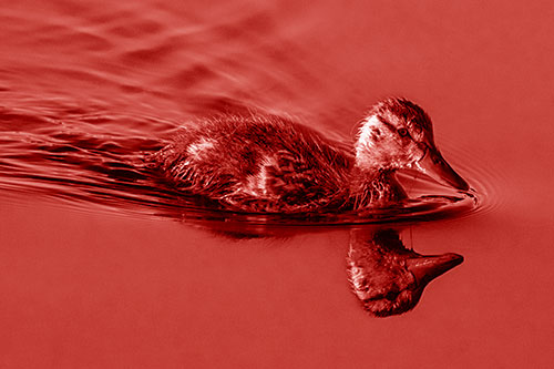 Aging Mallard Duckling Swimming Through Calm Water (Red Shade)